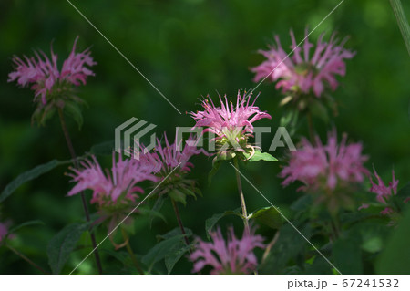 木洩れ日を浴びるピンクのモナルダ(ベルガモット) 木洩れ日を浴びるピンクのモナルダ(ベルガモット) 67241532