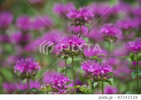 満開の紅いモナルダ(ベルガモット) 満開の紅いモナルダ(ベルガモット) 67241539