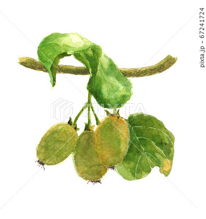 キウイ 葉枝付き【水彩】 キウイ 葉枝付き【水彩】 67241724