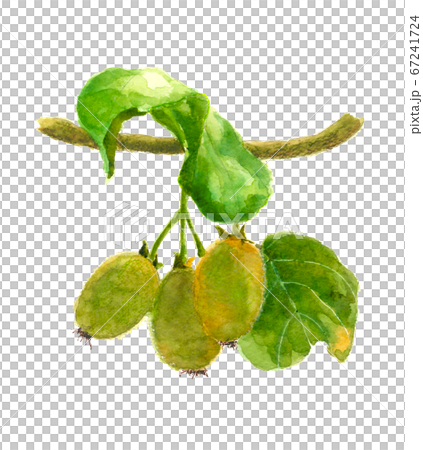 キウイ 葉枝付き【水彩】 キウイ 葉枝付き【水彩】 67241724