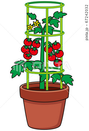 プチトマト栽培 支柱のイラスト素材