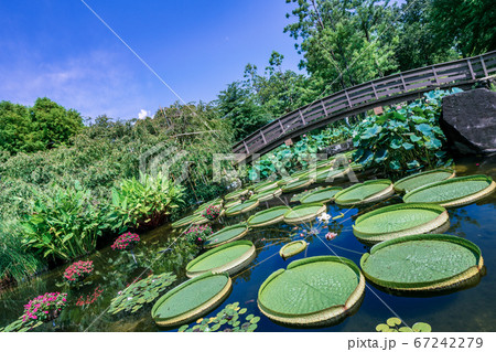 オニバスで埋め尽くされる　水生植物公園みずの森 67242279