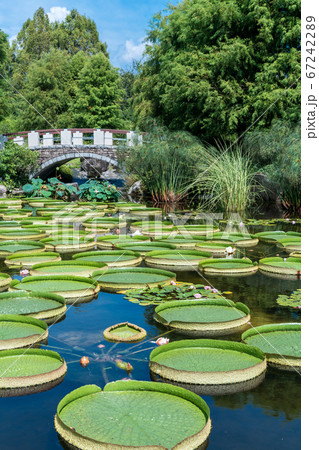 オニバスで埋め尽くされる 水生植物公園みずの森の写真素材