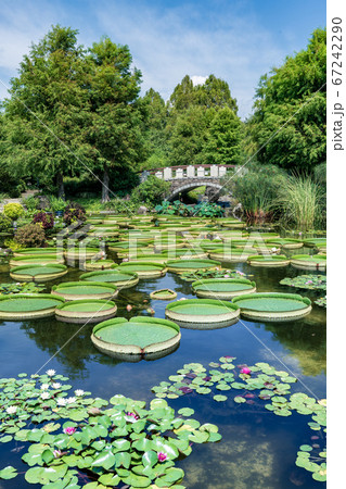 オニバスで埋め尽くされる 水生植物公園みずの森 オニバスで埋め尽くされる 水生植物公園みずの森 67242290