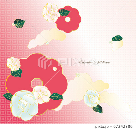淡い椿 淡い椿 67242386