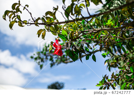 夏が来た 67242777