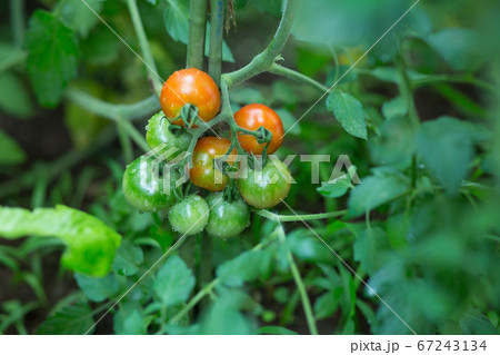 家庭菜園で栽培するトマト 67243134