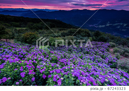 紫陽花が朝焼けに染まる美の山公園 67243323