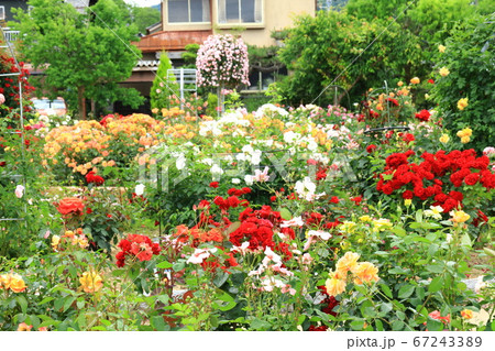 綾部薔薇園 67243389