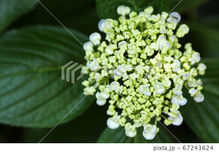 ウズアジサイの蕾 ウズアジサイの蕾 67243624