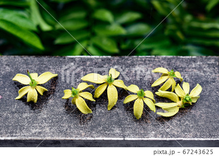 Ylang Ylang flower with rain drops Ylang Ylang flower with rain drops 67243625