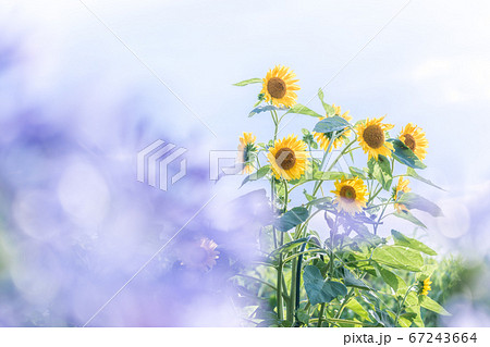 夏の花 向日葵 夏の花 向日葵 67243664