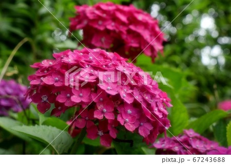 梅雨の花：アジサイ：山田池公園：アジサイ園 67243688