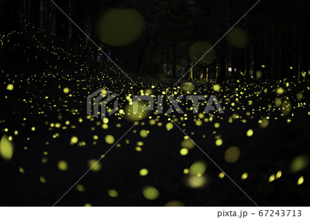 静岡県御殿場市のヒメボタル 67243713