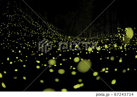 静岡県御殿場市のヒメボタル 67243714