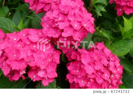 梅雨の花:アジサイ:山田池公園:アジサイ園 梅雨の花:アジサイ:山田池公園:アジサイ園 67243732