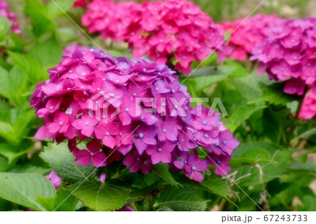 梅雨の花：アジサイ：山田池公園：アジサイ園 67243733
