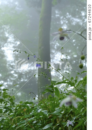 霧の御岳山レンゲショウマ群生地に咲くソバナ 霧の御岳山レンゲショウマ群生地に咲くソバナ 67244610