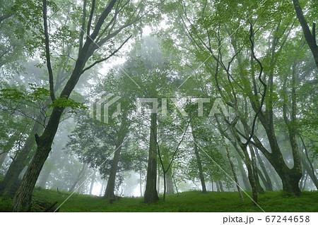 霧の御岳山レンゲショウマ群生地の森 67244658