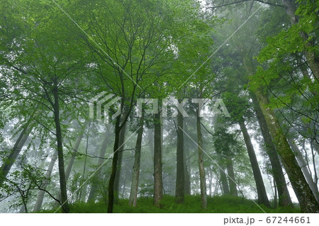 霧の御岳山レンゲショウマ群生地の森 67244661
