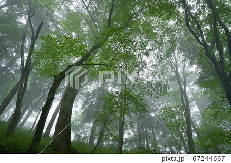 霧の御岳山レンゲショウマ群生地の森 67244667