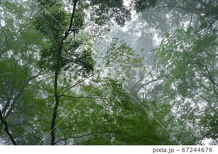 霧の御岳山レンゲショウマ群生地の森 霧の御岳山レンゲショウマ群生地の森 67244676