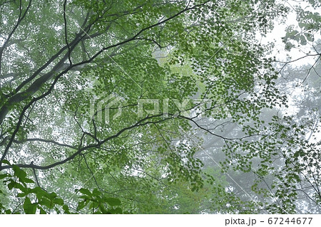 霧の御岳山レンゲショウマ群生地の森 霧の御岳山レンゲショウマ群生地の森 67244677