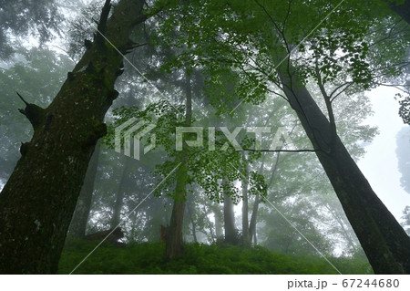 霧の御岳山レンゲショウマ群生地の森 67244680