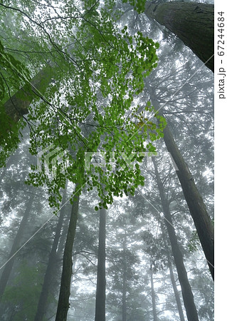 霧の御岳山レンゲショウマ群生地の森 67244684