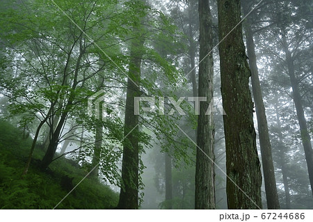霧の御岳山レンゲショウマ群生地の森 67244686