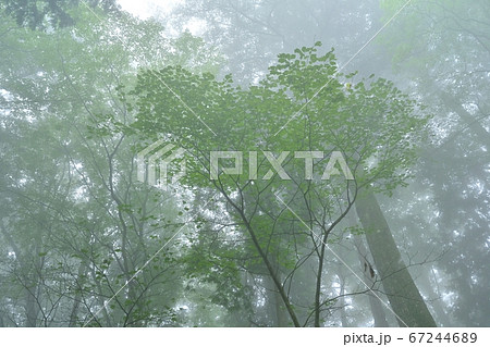 霧の御岳山レンゲショウマ群生地の森 霧の御岳山レンゲショウマ群生地の森 67244689