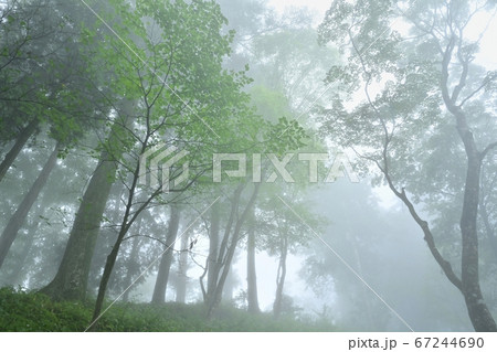 霧の御岳山レンゲショウマ群生地の森 67244690