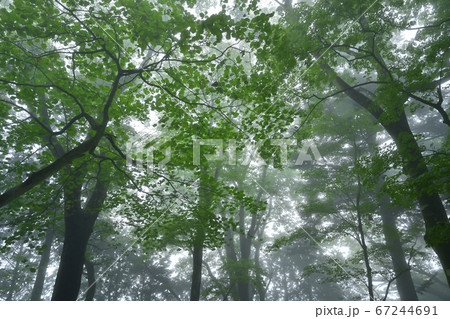 霧の御岳山レンゲショウマ群生地の森 67244691
