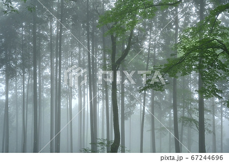 霧の御岳山レンゲショウマ群生地の森 67244696