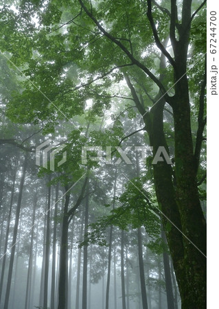 霧の御岳山レンゲショウマ群生地の森 67244700
