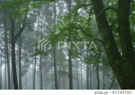 霧の御岳山レンゲショウマ群生地の森 67244702