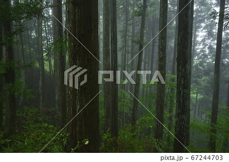 霧の御岳山レンゲショウマ群生地の森 67244703