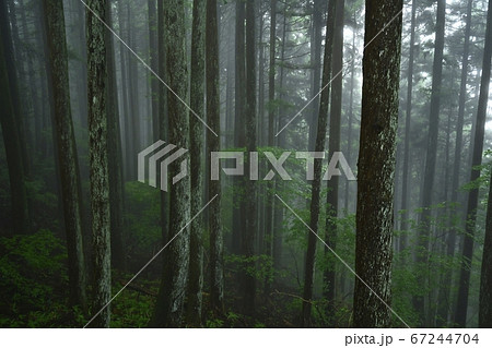 霧の御岳山レンゲショウマ群生地の森 67244704