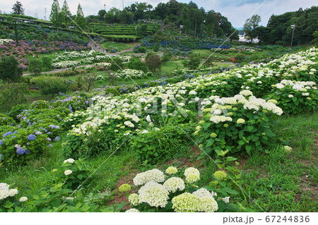 津市 かざはやの里 紫陽花 津市 かざはやの里 紫陽花 67244836