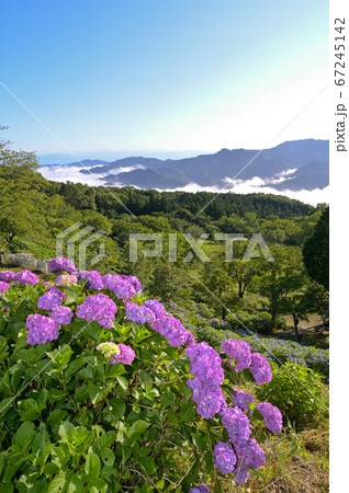 美の山公園の紫陽花と雲海 67245142