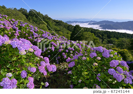 美の山公園の紫陽花と雲海 67245144
