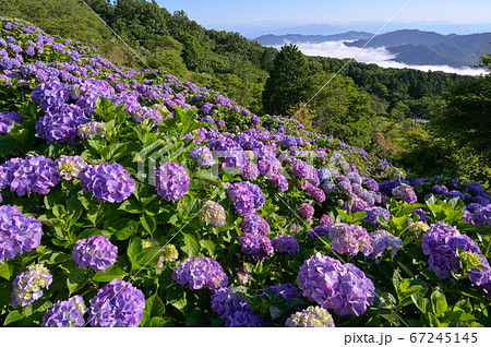 美の山公園の紫陽花と雲海 67245145