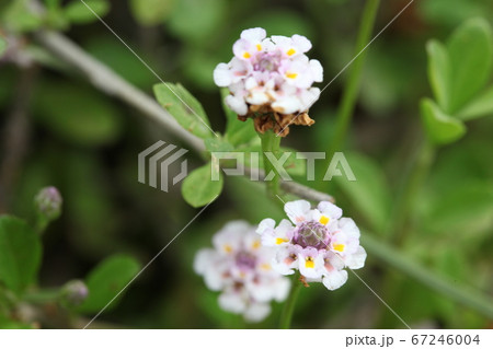 ヒメイワダレソウ 67246004