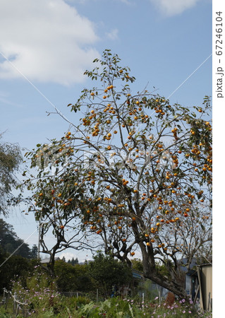 柿の木にたわわに実った柿の実 柿の木にたわわに実った柿の実 67246104