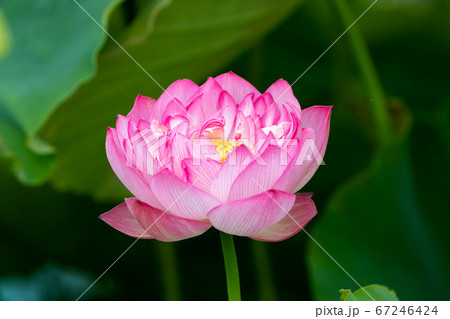 蓮の花　埼玉県行田市　日本 67246424