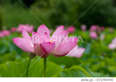 蓮の花　埼玉県行田市　日本 67246440