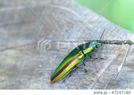 ヤマトタマム（メス） 67247180