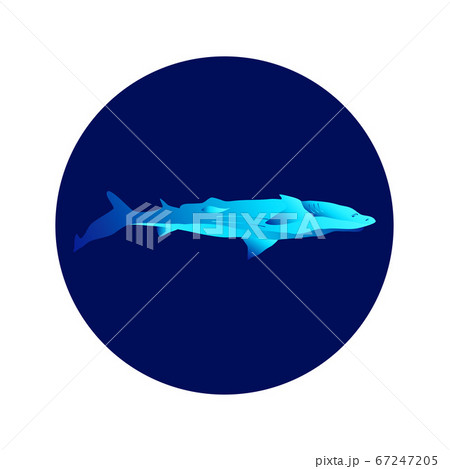 Shark Circle Icon 67247205