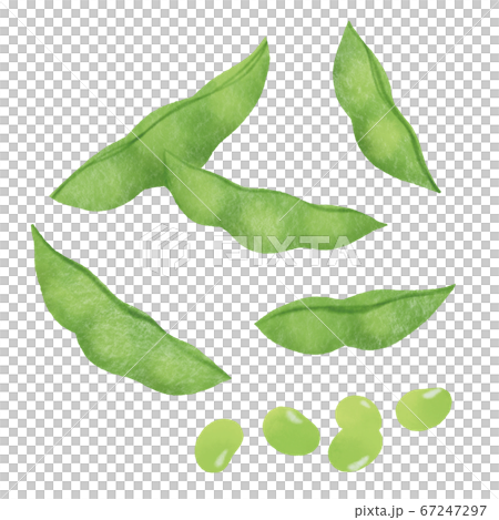 枝豆の手描きイラスト 67247297