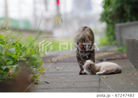 猫の親子 猫の親子 67247483